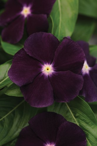 Deep velvety purple Jams ‘N Jellies Blackberry vinca