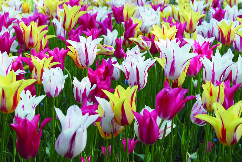 Tulip-Hybrida-Dance-Fever-Collection-from-Jung-Seed-Year-of-the-Tulip-National-Garden-Bureau.jpg