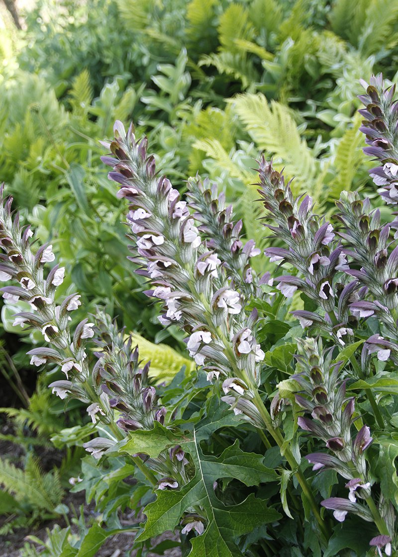 acanthus cropped.jpg