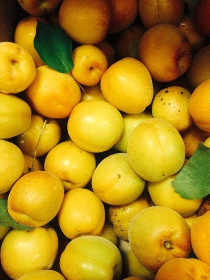 Flinchbaugh’s Orchard (apricots).jpeg