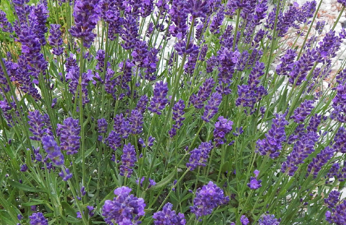 Lavender Offers Many Wonderful Uses - Susquehanna Style