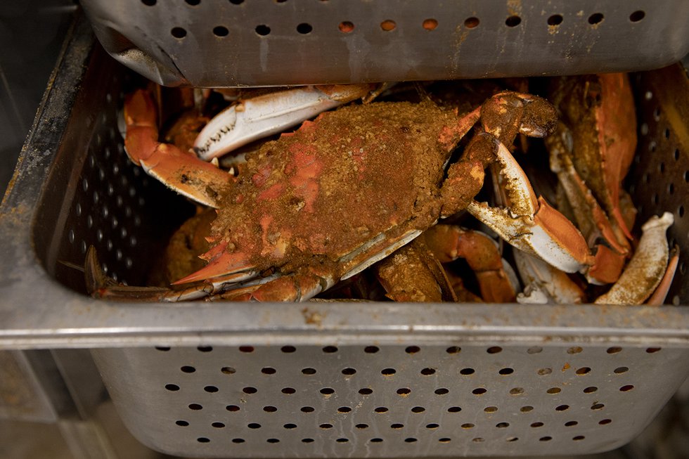 crabs5.jpg