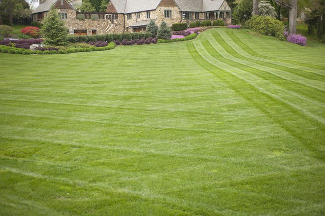 Picture perfect lawn.jpg
