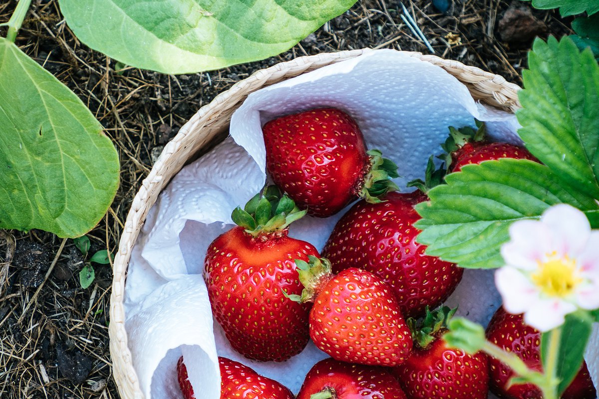 Where to pick your own peaches this summer in Lancaster County, Food