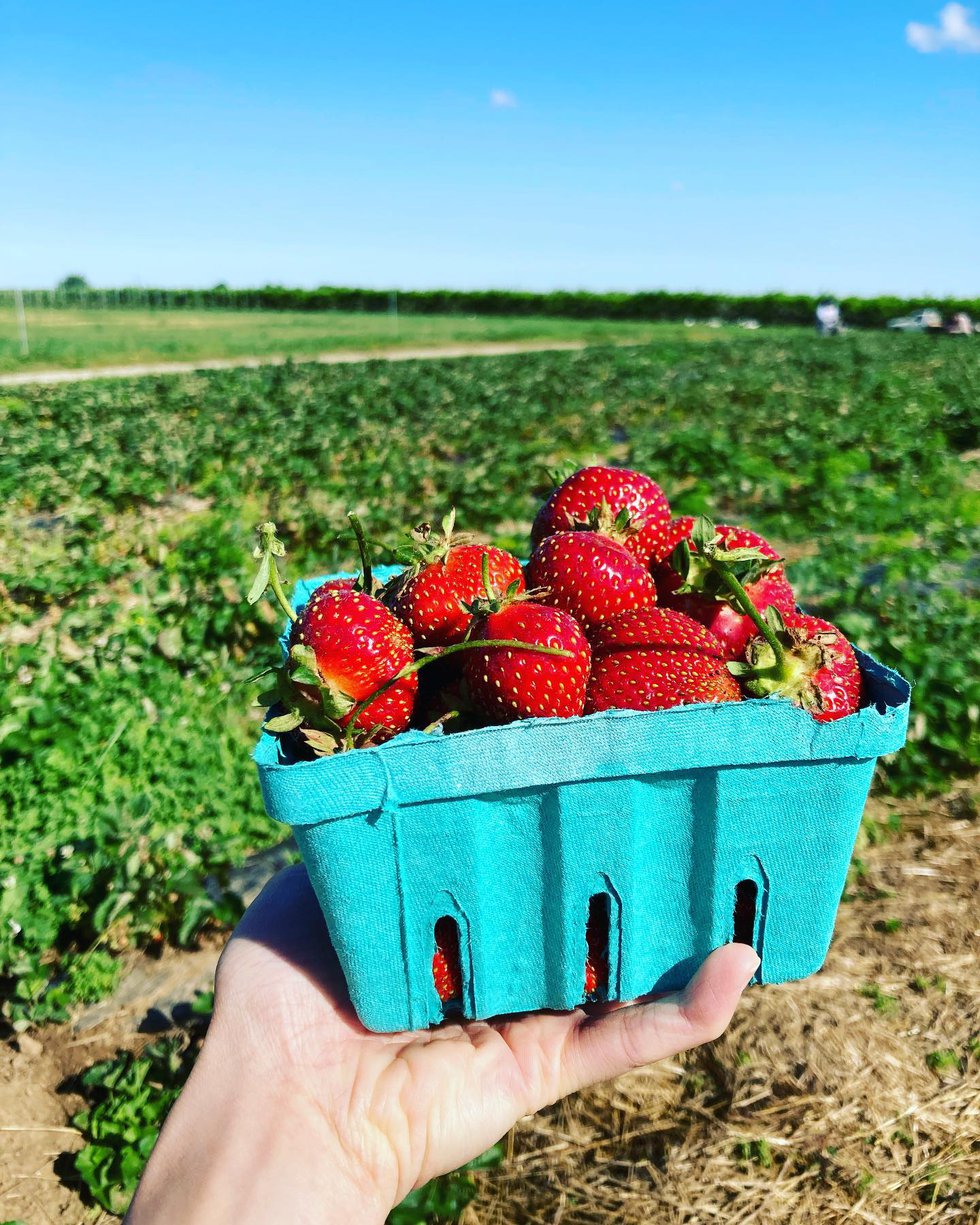Kauffmans-Strawberries.jpg