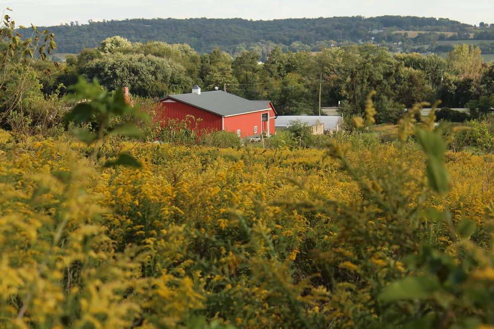 SCENE fall goldenrod pole barn.webp