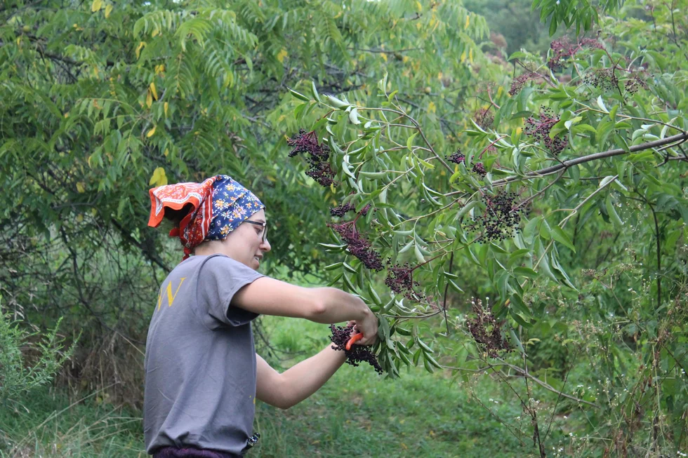 VOLUNTEER elderberry 3.webp